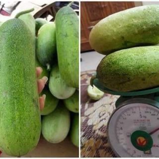 Hạt giống dưa chuột mèo