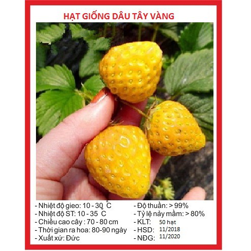 Hạt giống dâu tây vàng F1 gói 50 hạt