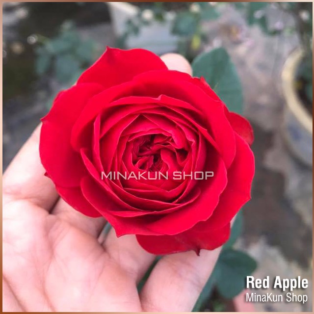 Hoa hồng ngoại Red Apple Rose - MinaKun Shop