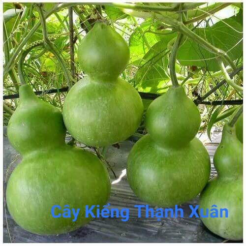 Hạt Giống Bầu Hồ Lô Ngắn Ngày Dễ Trồng, Năng Suất Cao ( 10 hạt, 0,8g)