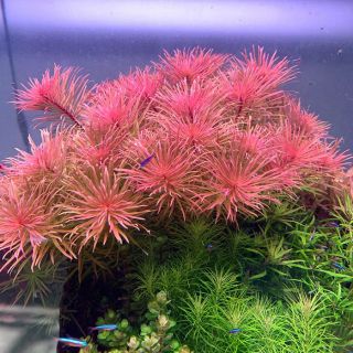 Hồng thái dương ( CÂY HẬU CẢNH ) ( 15 ngọn 50k) lá nước