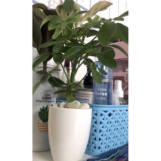 cây ngũ gia bì ( chậu nhựa 1 cây)