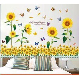 Decal dán tường combo vườn hoa hướng dương và chân tường trắng hoa hướng hương
