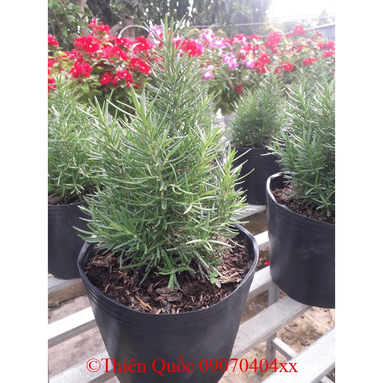 HoakiểngThiênQuốc - cây hương thảo  - tặng phân tăng trưởng