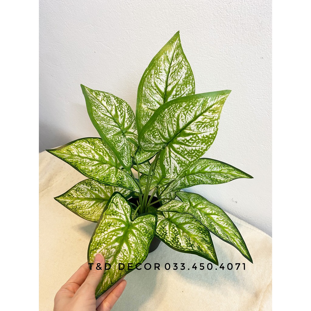 Cây giả decor- Cây lá môn viền xanh 30cm