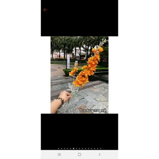 Cành phi yến kép
