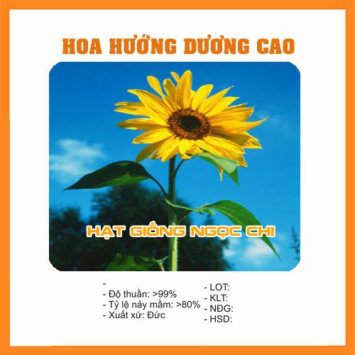 Hạt Giống Hoa Hướng Dương Cao Vàng - 30 Hạt