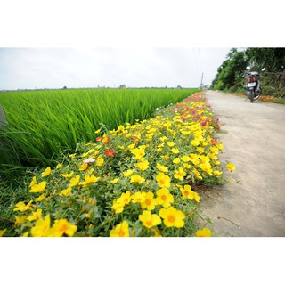 Hạt giống hoa mười giờ đơn Mix
