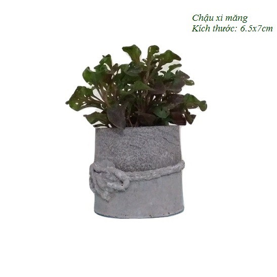 Cây cảnh mini, xương rồng mix, bonsai mini để bàn làm việc