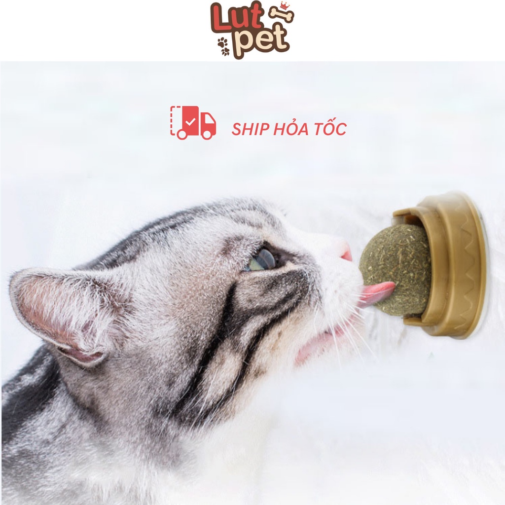 Catnip dạng xoay gắn tường - mài răng tiêu búi lông cho mèo - lutpet