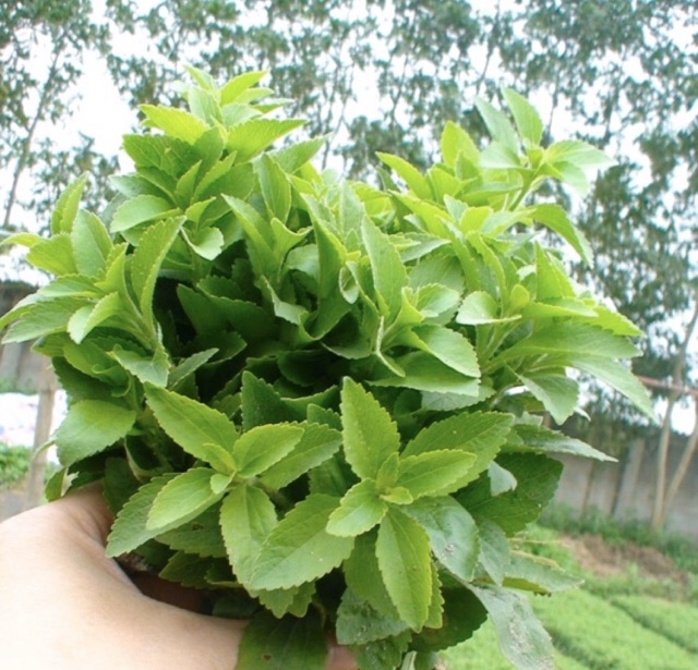 500g CỎ NGỌT - ĐƯỜNG TỰ NHIÊN | BigBuy360 - bigbuy360.vn