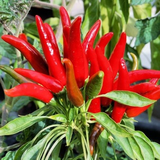HẠT GIỐNG ỚT CHÙM CHỈ THIÊN CAY NGON