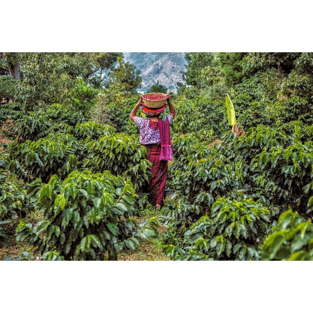 Cà phê hạt nguyên chất Guatemala Huehuetenango (dùng cho pha máy, Espresso, Pour over...)