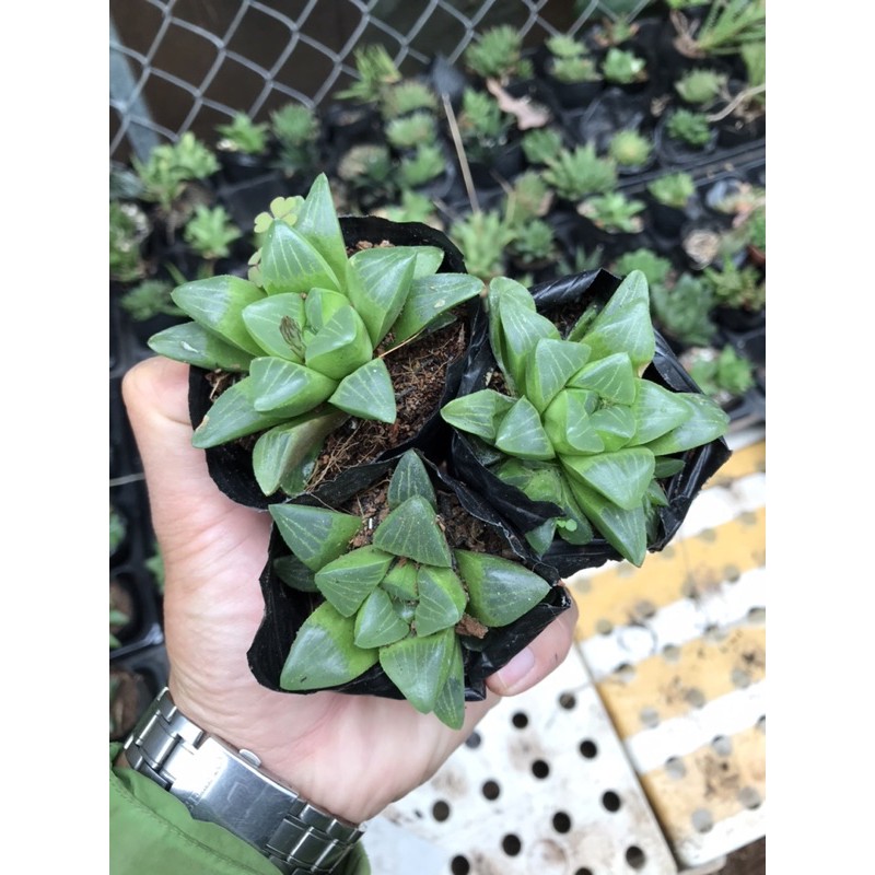 hoa đá guốc mini haworthia mập ú xinh xinh