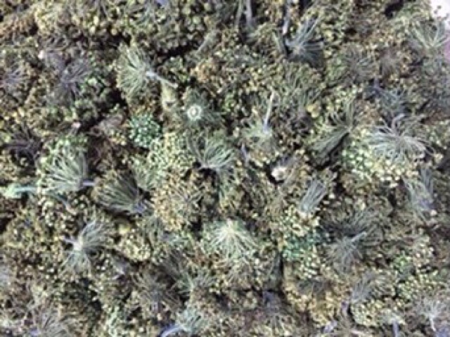 HOA TAM THẤT BẮC SA PA loại 1 500g