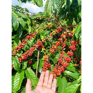 1KG CAFE RANG MỘC ROBUSTA ( hạt nguyên)