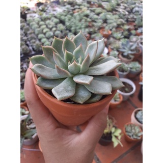 Chậu đất nung 9cm