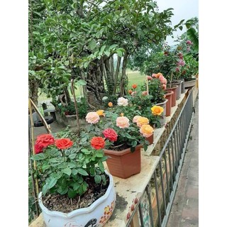 CÂY HOA HỒNG BẦU ĐẤT NHIỀU MÀU