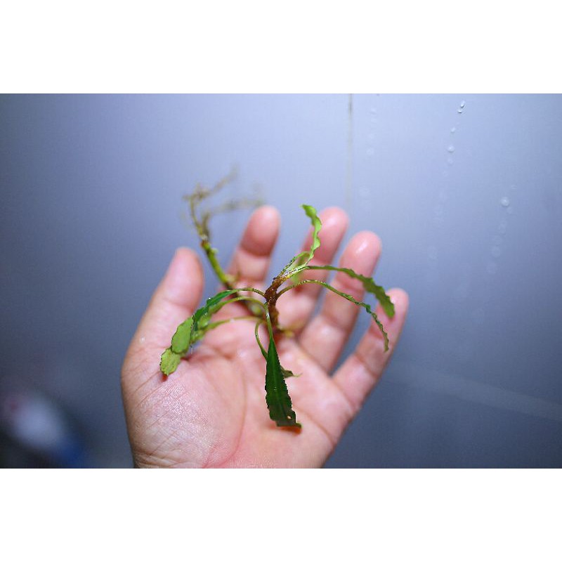 Bucep hàng ngọn điểm hồ siêu rẻ