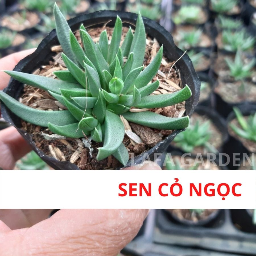 Cây sen đá Đà Lạt , Combo 12 cây sen đá đá ngẫu nhiên vườn LAFA GARDEN