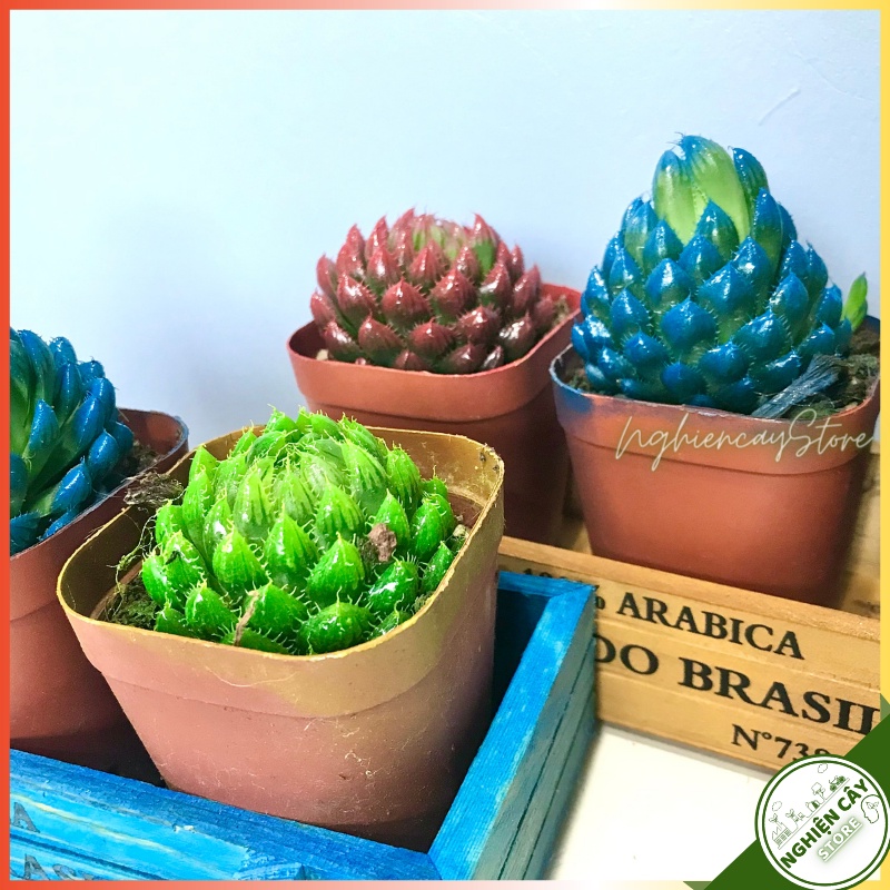 Cây sen đá kim cương nhiều màu trang trí, làm quà tặng may mắn, ý nghĩa