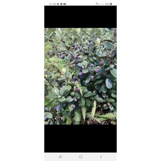 Cây sim ăn quả ảnh2(cao.25cm)