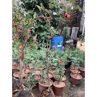 cây táo bon sai cơ lớn