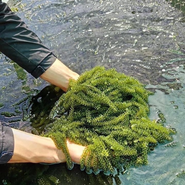 Rong nho tách nước Nha trang gói 100 + tặng kèm nước 1 gói sốt mè rang Kewpie 15ml | BigBuy360 - bigbuy360.vn