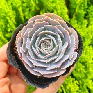 Sen đá bắp cải hàn 5-7cm