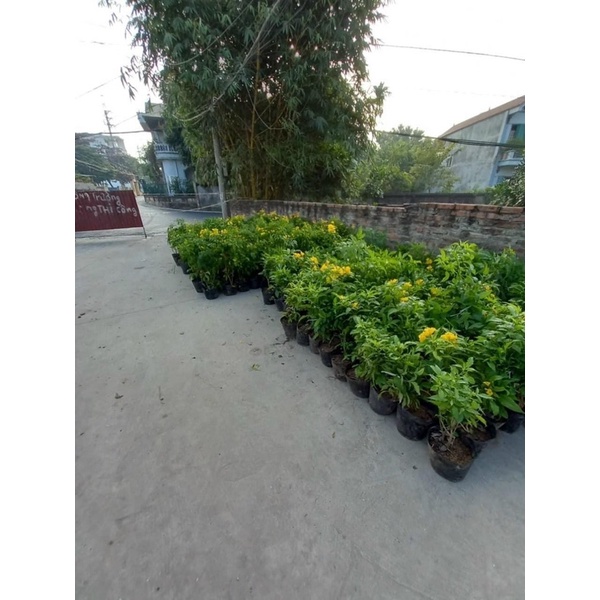 Cây huỳnh liên chuông vàng hoa quanh năm