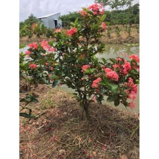 Cây mẫu đơn Mỹ Hồng siêu hoa , cây đẹp, giống chuẩn