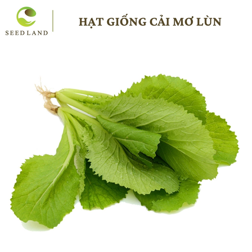 Hạt giống cải mơ lùn cao sản - 20gr chịu nhiệt, năng suất cao Seedland