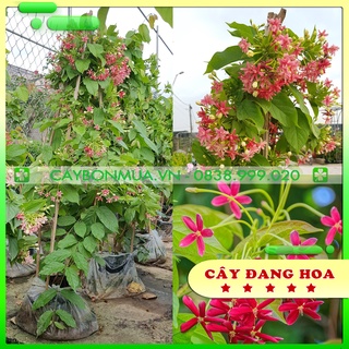 [CAYBONMUA.VN] Cây Sử Quân Tử Hoa Leo  [BỊCH ĐEN] Cao 50-70cm