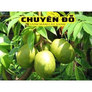 CÂY CÓC THÁI LÙN ĐANG CÓ HOA  [sen đá]