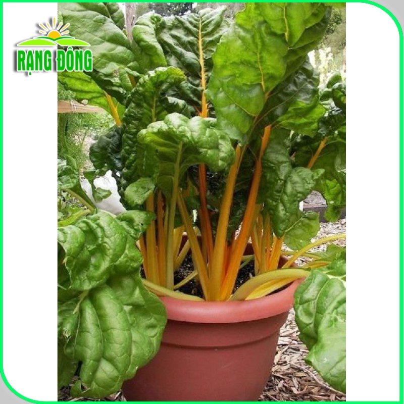 Hạt giống Cải Cầu Vồng Vàng (Cải Cầu Vòng) dễ trồng, sinh trưởng tốt (gói 10gr) - Hạt giống Rạng Đông