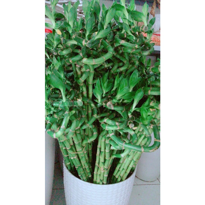 Bó Trúc Phát Tài Xoắn Cao 50Cm