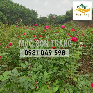 Tinh chất hồng 100ml - Mộc Sơn Trang
