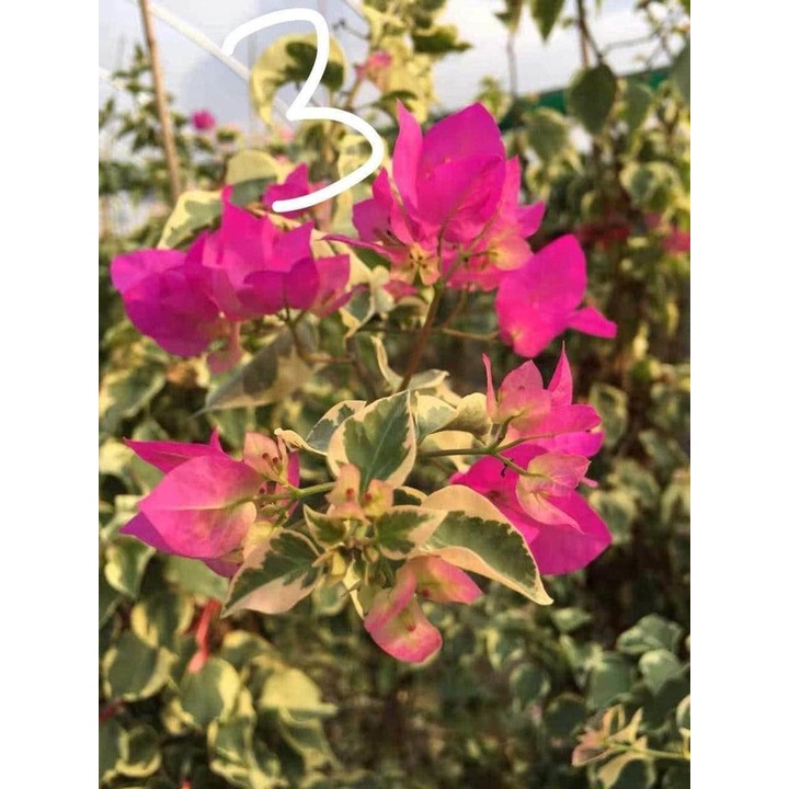 Cây giống hoa giấy cẩm thạch