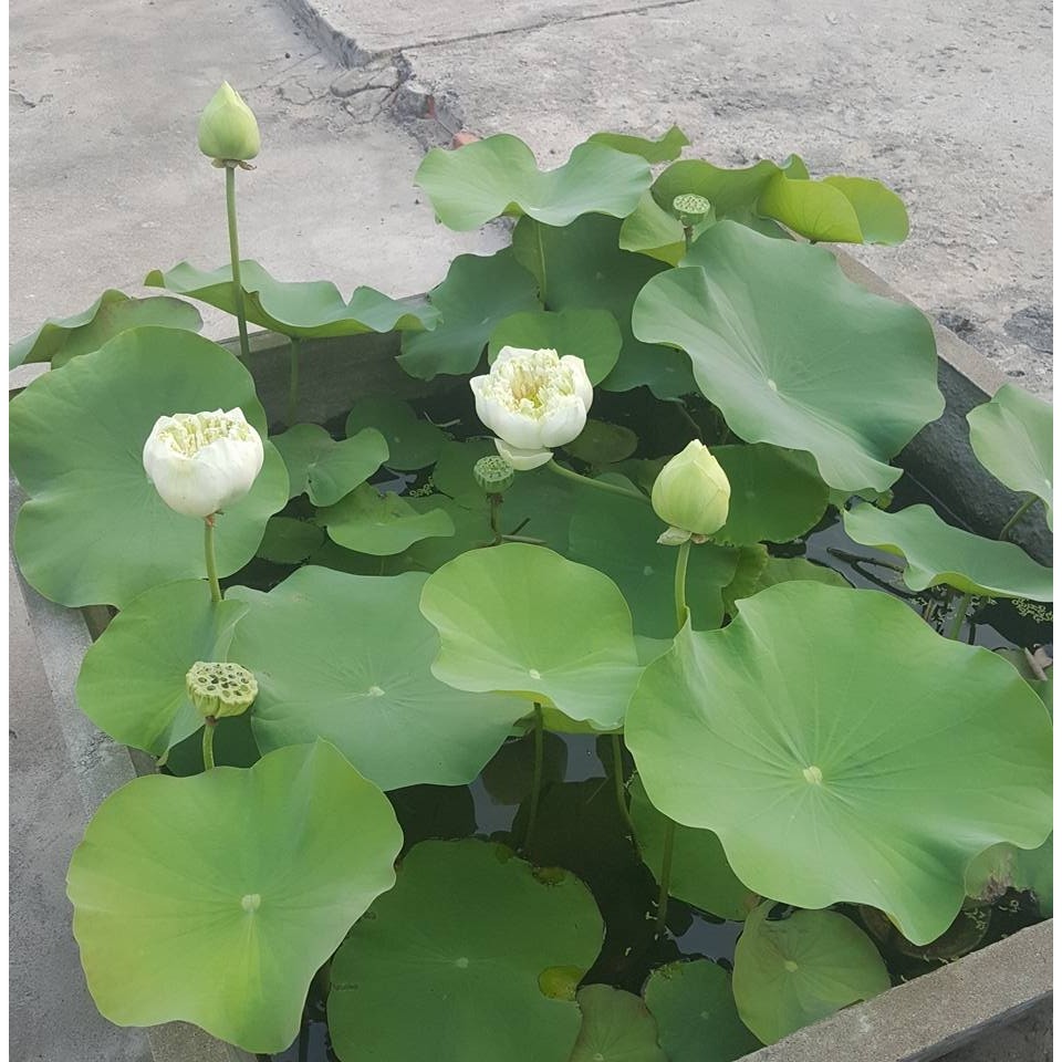 10 Hạt giống Sen Bách Diệp Hoa Nở Trăm Cánh 2 màu Trắng Hồng Kèm quà tặng và hướng dẫn ươm trồng