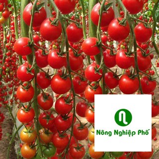 Hạt giống cà chua cherry chuỗi ngọc siêu ngọt  30 hạt PHUNONG