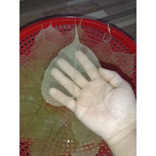 Lá Bồ Đề May mắn 🍀🍀