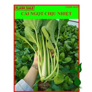 [Miễn Phí vận Chuyển] 10 Gram Hạt Giống Cải Ngọt Chịu Nhiệt Tốt