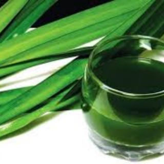 combo 5 cây lá dứa ( lá nếp ) link rễ trần