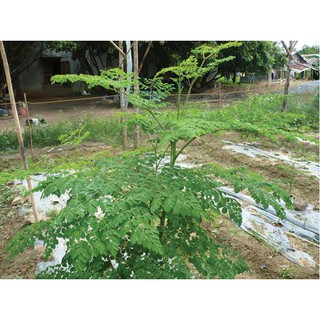HẠT GIỐNG CHÙM NGÂY 30 HẠT