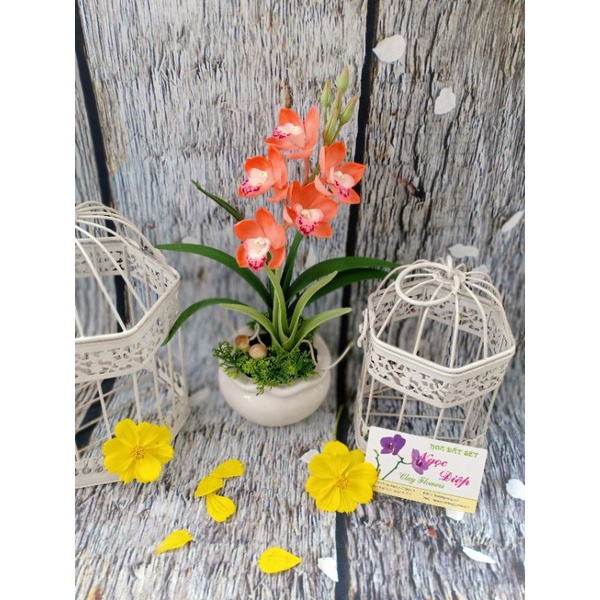 KHUÔN ĐỊA LAN TRUNG