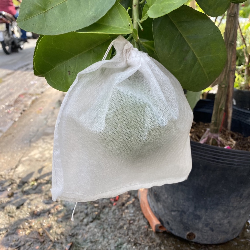 10 túi vải bọc trái cây tránh côn trùng, ong ruồi châm chích