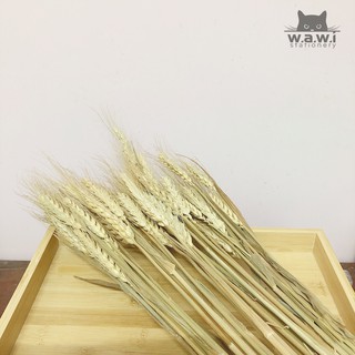 [WAWI] 10 cành (tặng 1) bông lúa mạch khô chụp decor