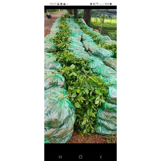 Cây giống cát sâm