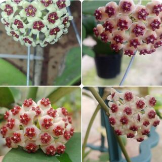 Cây giống cẩm cù tim