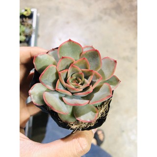sen đá hồng đỏ lai (giống mới)